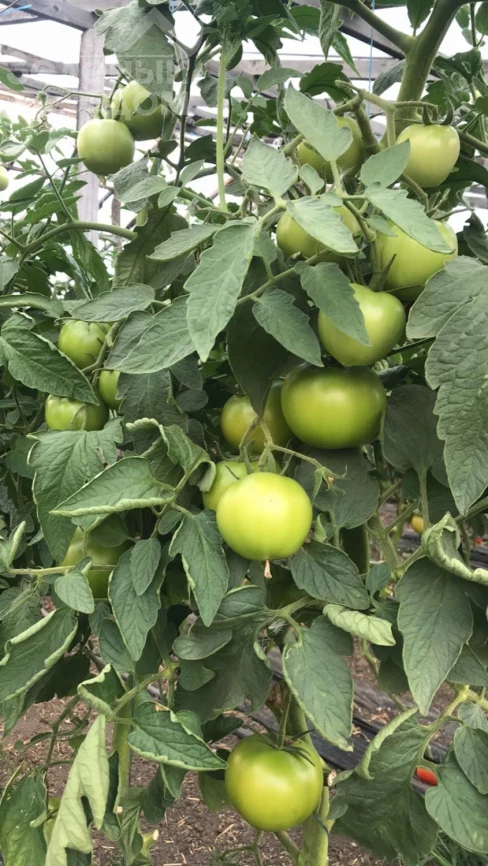 Диззи (INX 6056) F1 / Dizzy (INX 6056) F1, 120 дней фото 2