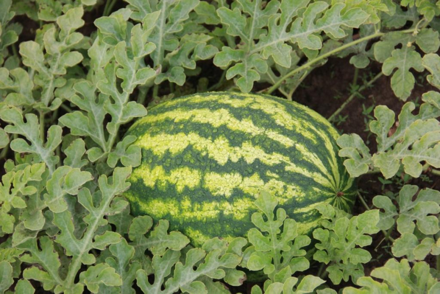 ЛС 1810 F1 / LS 1810 F1 фото 1