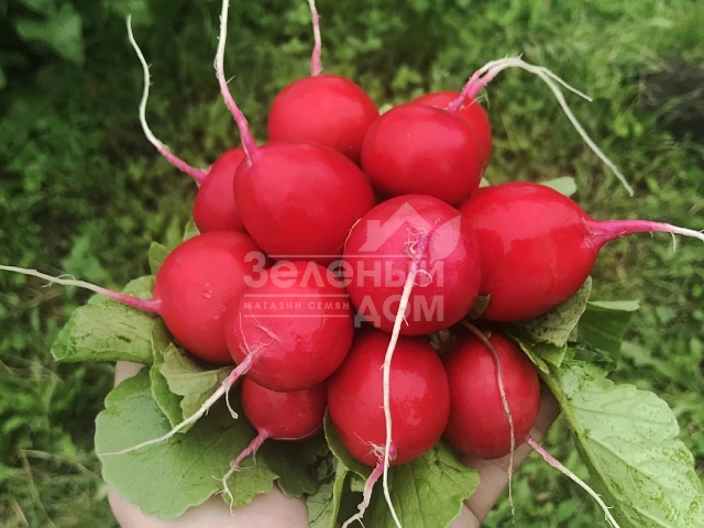 Сарита F1 / Sarita F1 фото 1