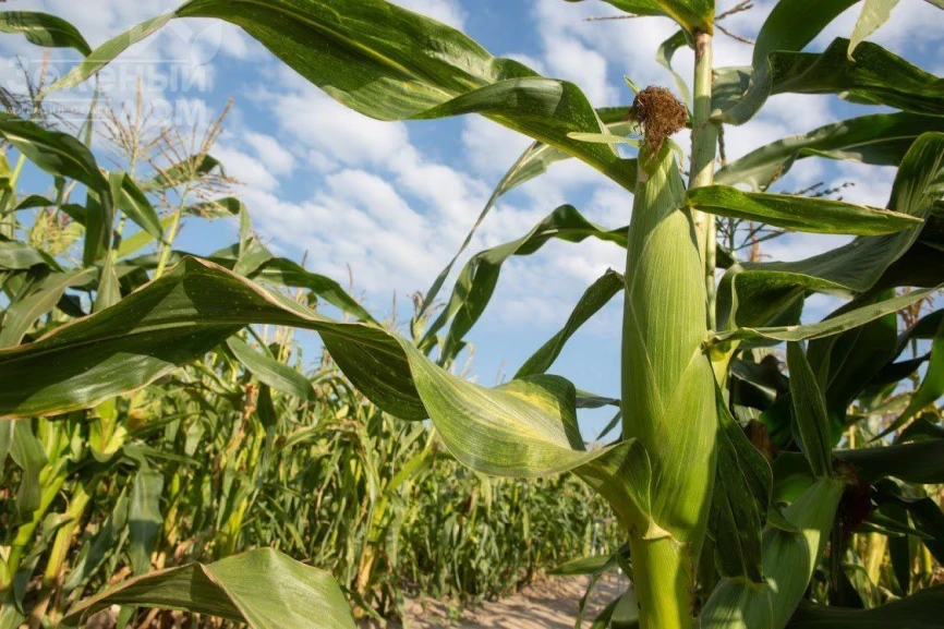Санрайз F1 / Sanrayz F1, 78-80 дней фото 2