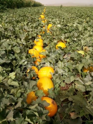 Каррера F1 / Karrera F1, 80-85 дней фото 3