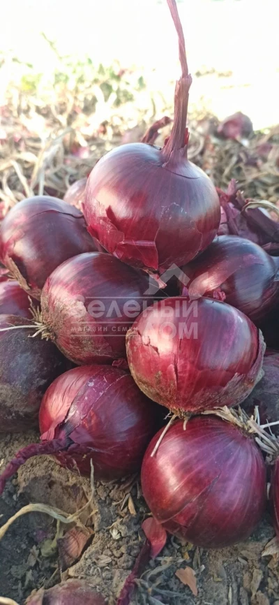 Рубиред F1 / Rubired F1 фото 2