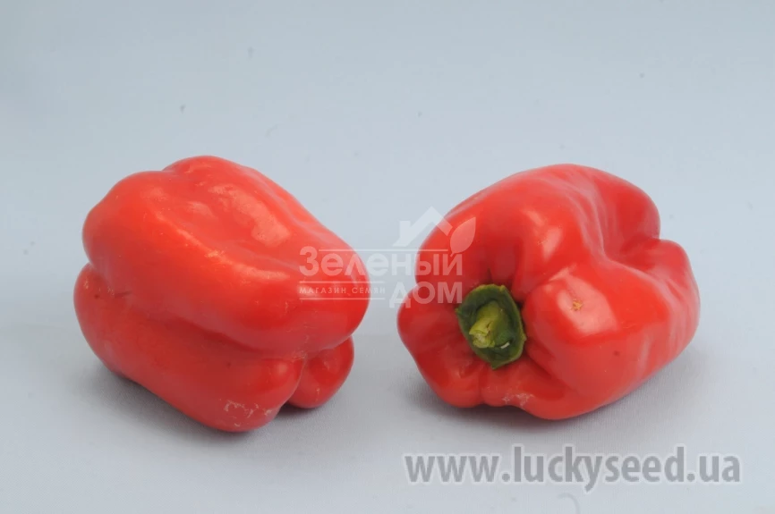 Ньютон F1 / Nuton F1 фото 2