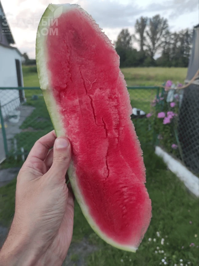 Эксплорер F1 / Eksplorer F1  фото 2