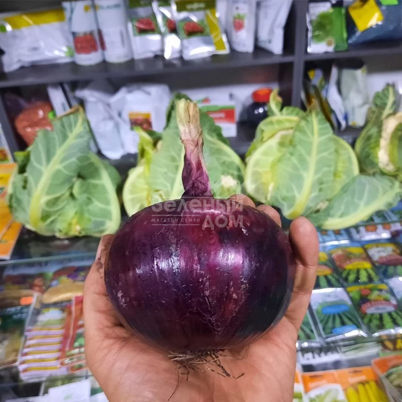 Дарко F1 / Darko F1,110-115 дней фото 2