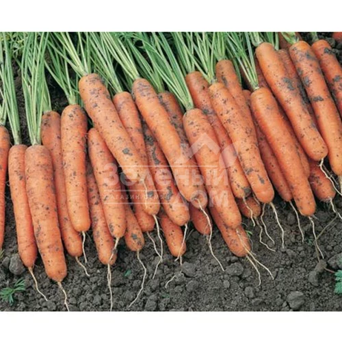 Каротина / Karotina,90-100 дней фото 1