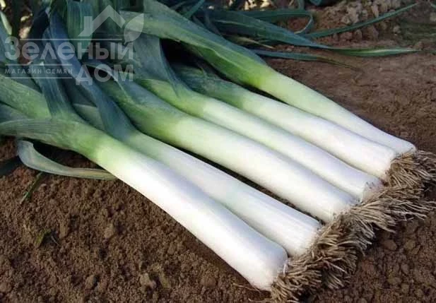 Плустон F1 / Pluston F1, 110-120 дней фото 2