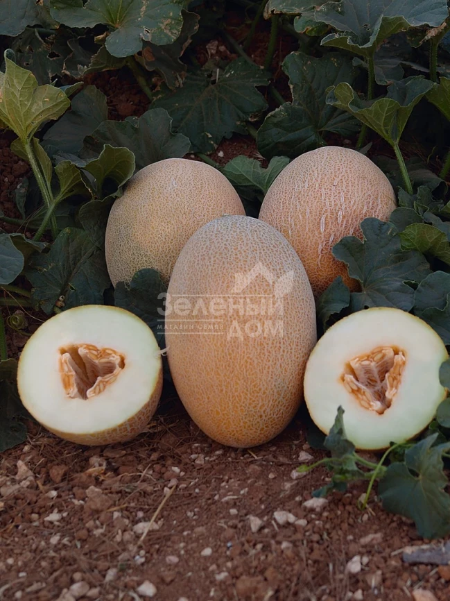 Оксана F1 / Oksana F1,65-70 дней фото 1