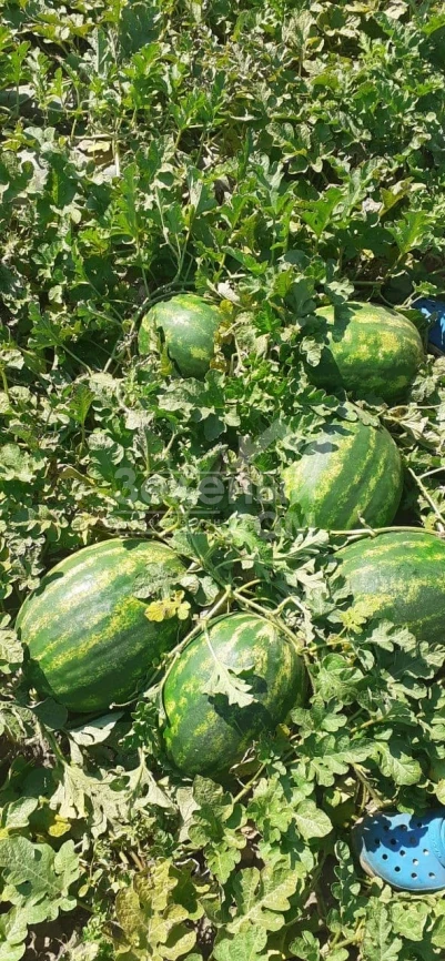 Селест  F1 / Selest F1, 70-75 дней фото 2