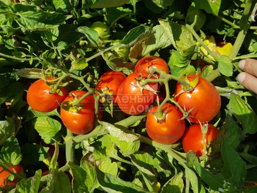 Рекордсмен F1 / Recordsman F1, 115-120 дней фото 5