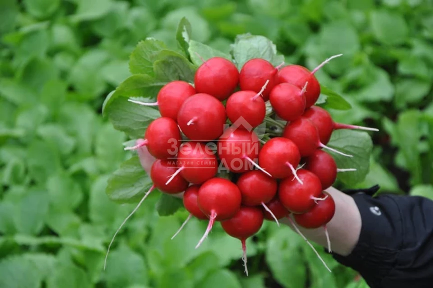 Диего F1 / Diego F1,22-23 дня фото 1