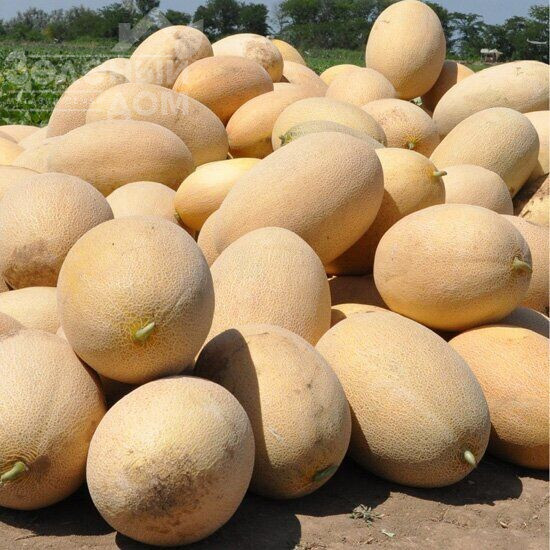 Ребекка F1 / Rebekka F1,67-71 день фото 1