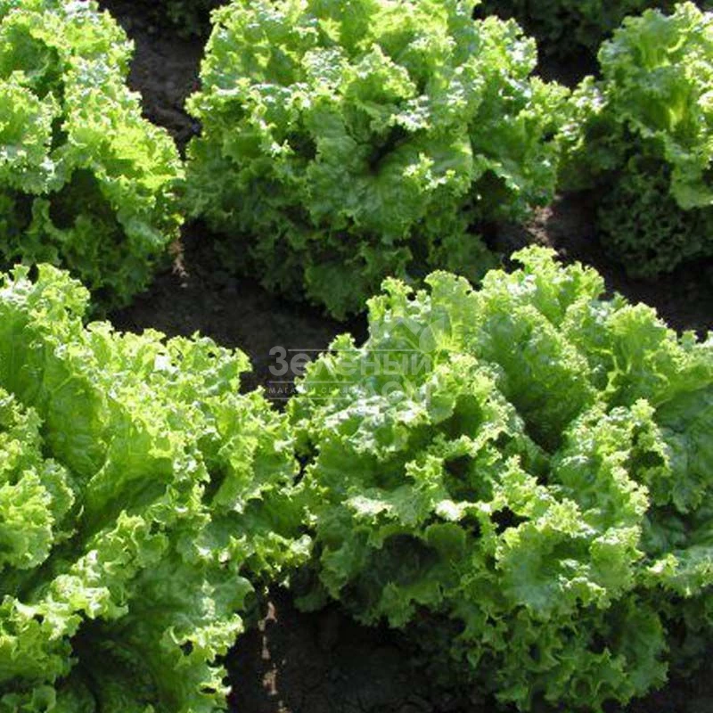 Пражан / Prajan фото 1