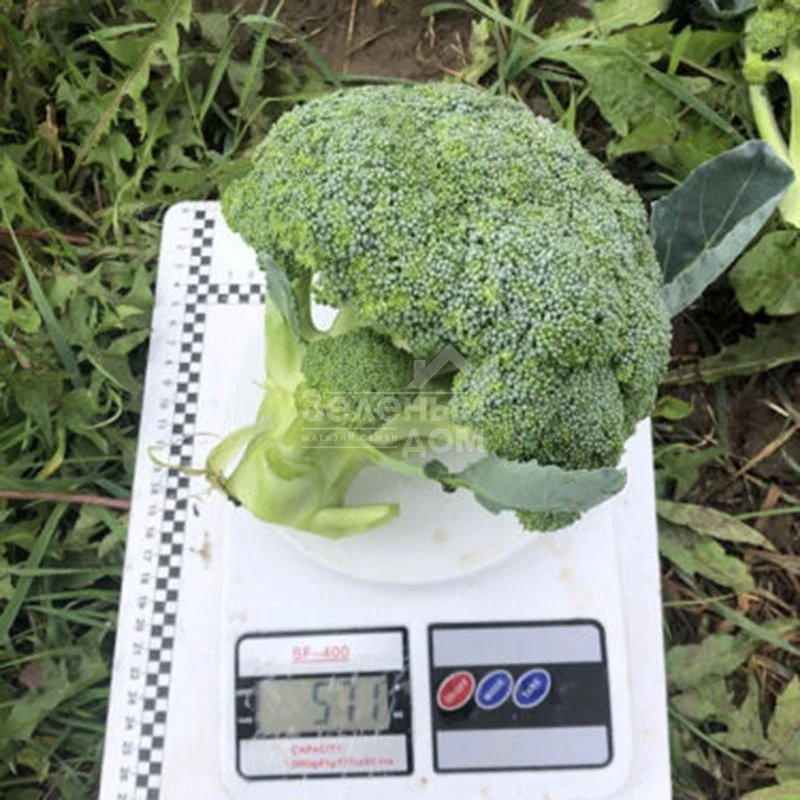 Легаси F1 / Legasi F1, 55 дней фото 3