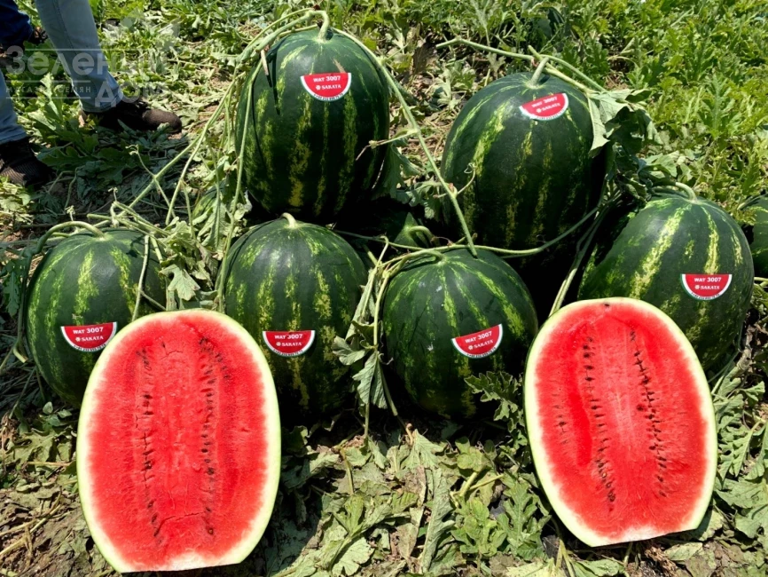 Леджио F1 / Legio F1 фото 1