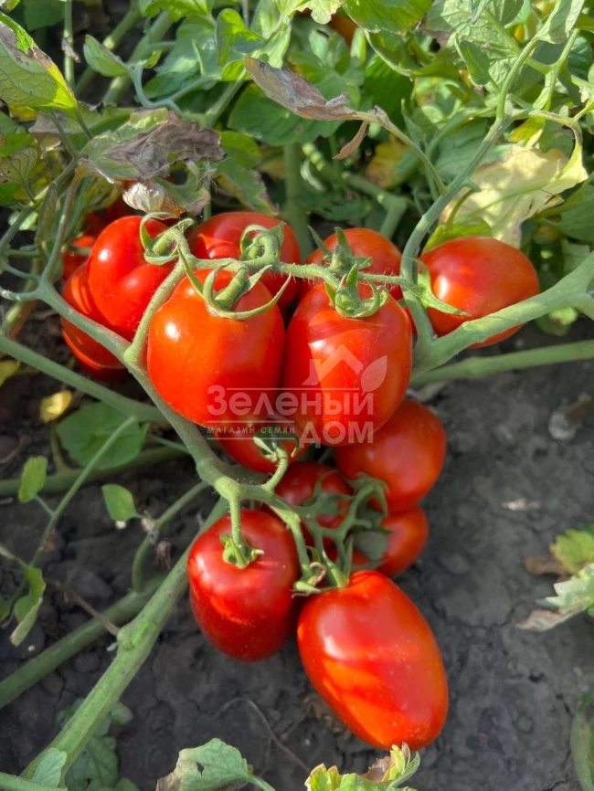 Оливенза F1 / Olivenza F1,120 дней фото 4