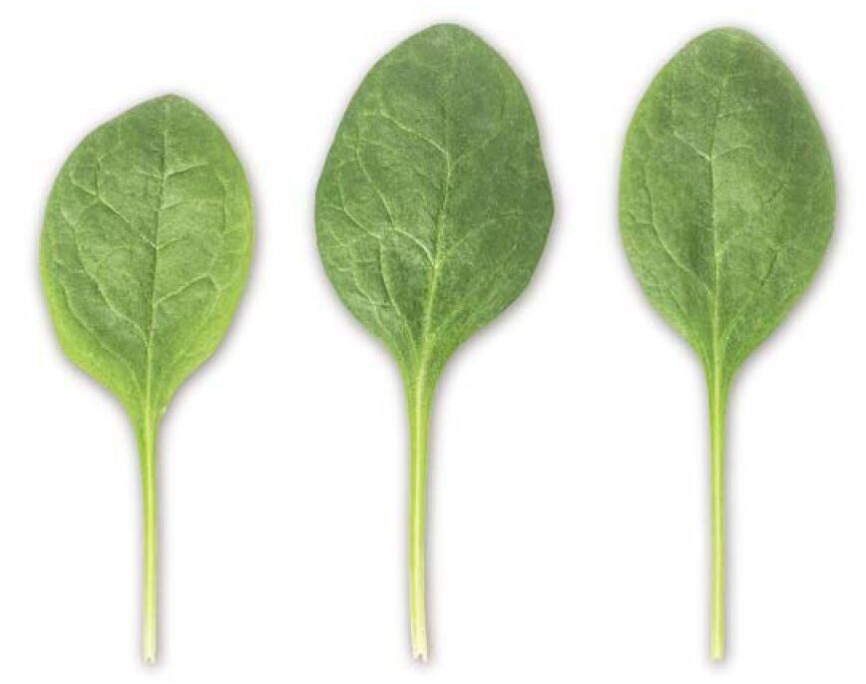 Сільвервейл F1 / Silverwhale F1 фото 2