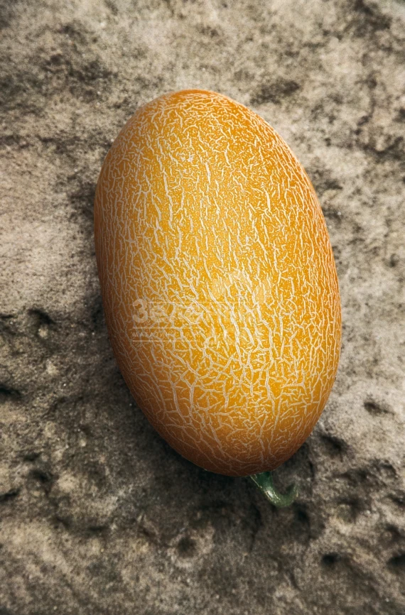 Голди F1 / Goldi F1,65-70 дней фото 2