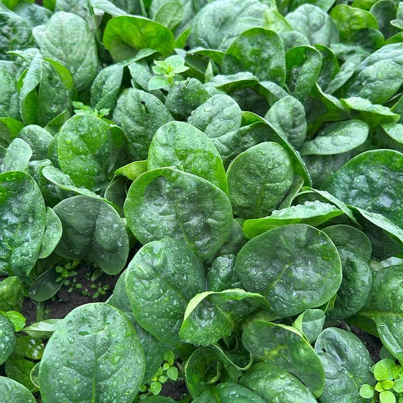 Перидот F1 / Peridot F1 фото 1