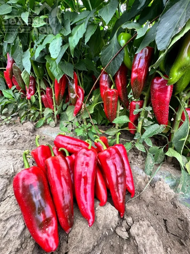 Милано F1 / Milano F1, 65-70 дней фото 2