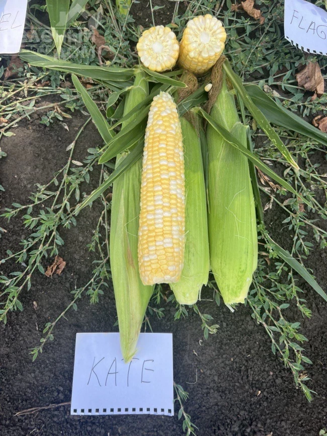 Кейт F1 / Kate F1, 76-77 дней фото 2