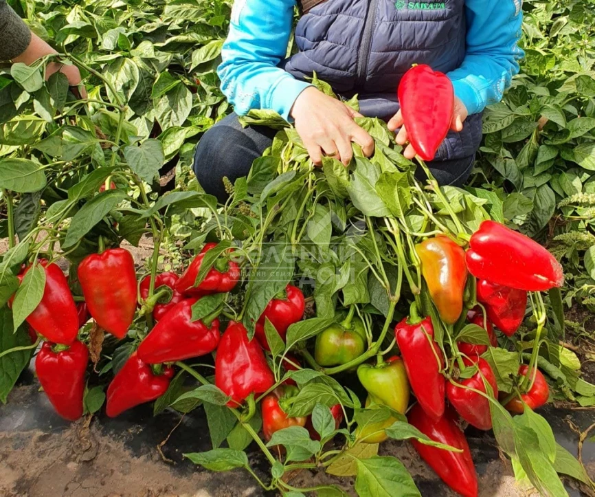 Ред Феррари F1 / Red Ferrari F1 фото 5