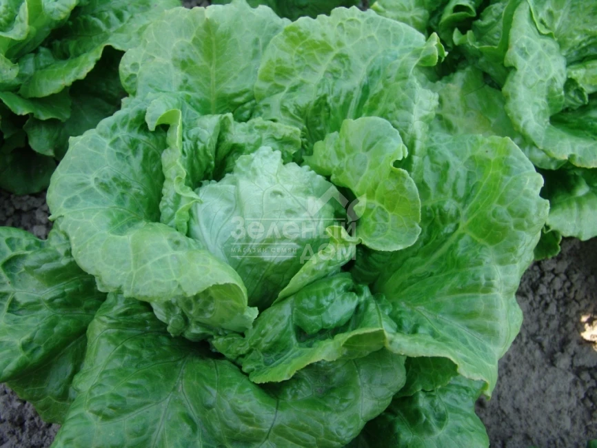 Галандер / Galander фото 1