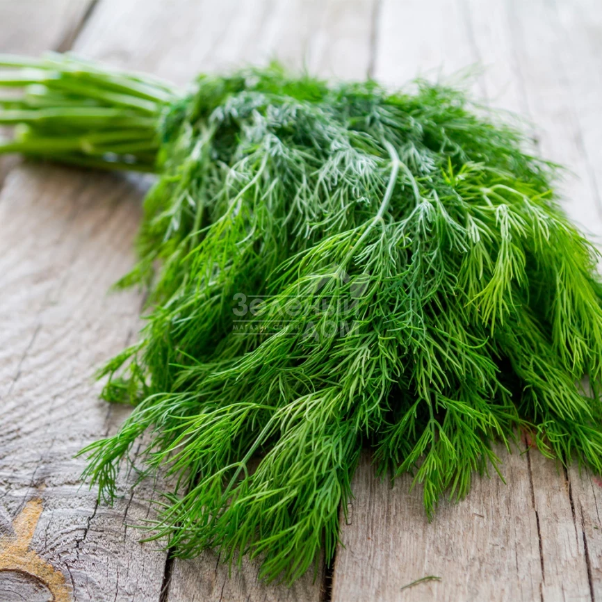 Эрли Тетра / Earli Tetra фото 1