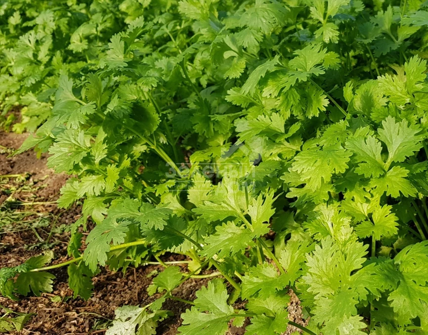 Марино / Marino,40-45 дней фото 2