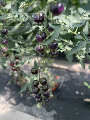 Литл Рок F1 / Little Rock F1, 95 дней фото 3