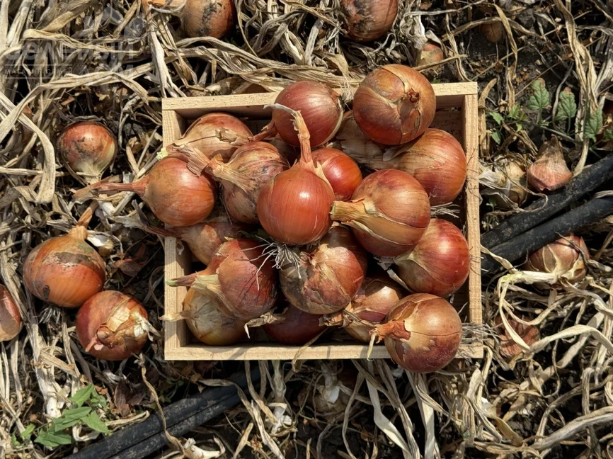 005 F1 / 005 F1, 100-105 дней фото 1