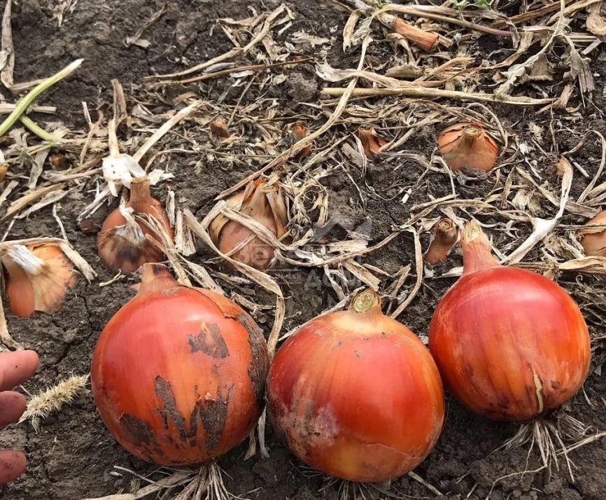 Дункан F1 / Dunkan F1 фото 1