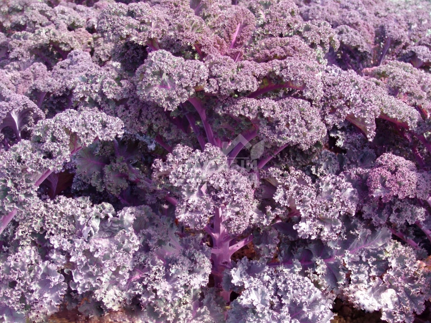 Скарлет / Skarlet,120 дней фото 1