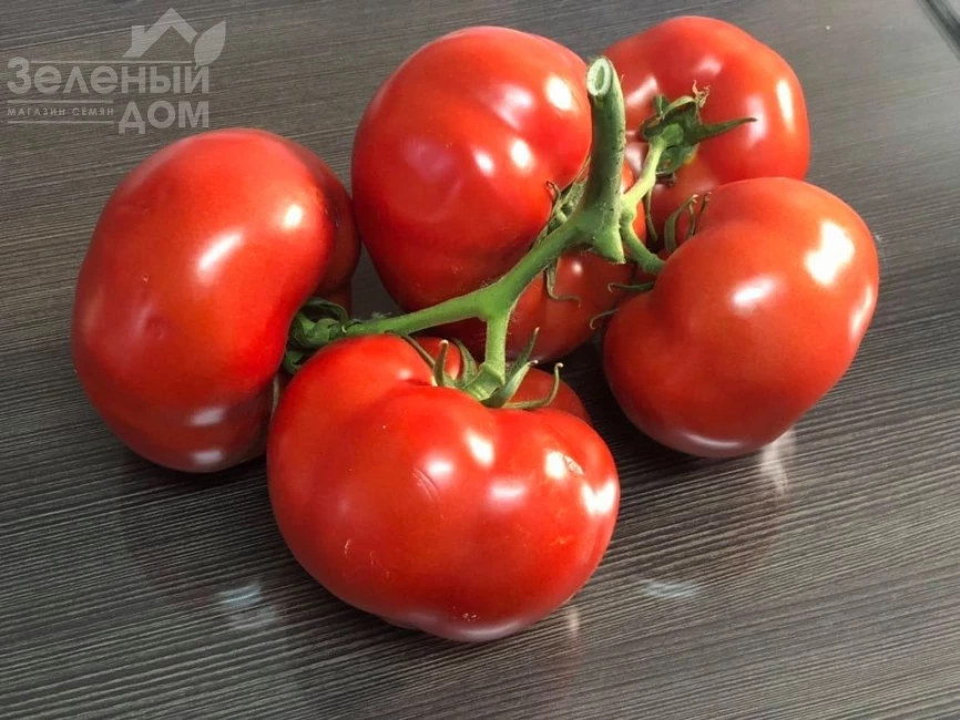 Алексис (TS 02-6176) F1 / Alexis (TS 02-6176)  F1 фото 1