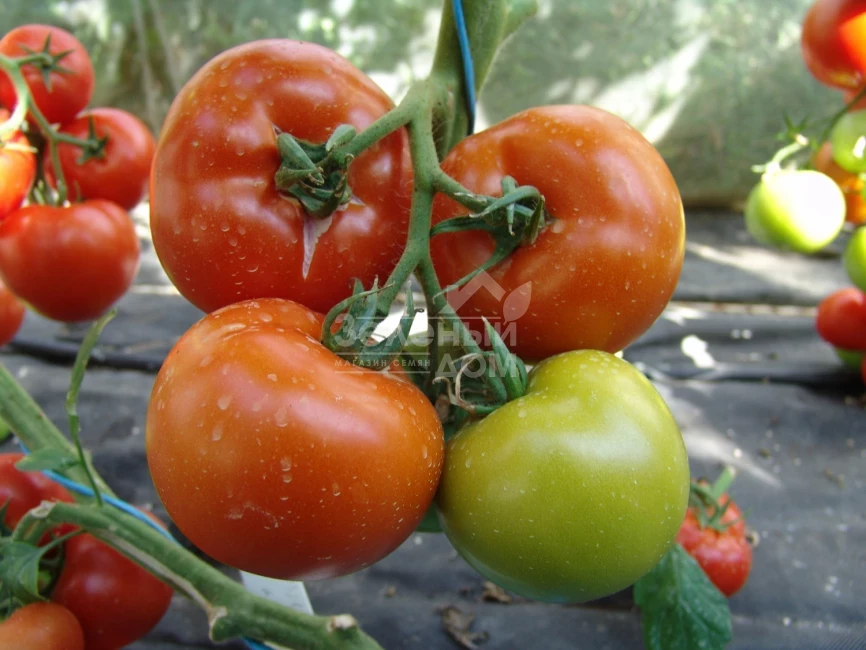 Гарди F1 / Hardy F1 фото 1