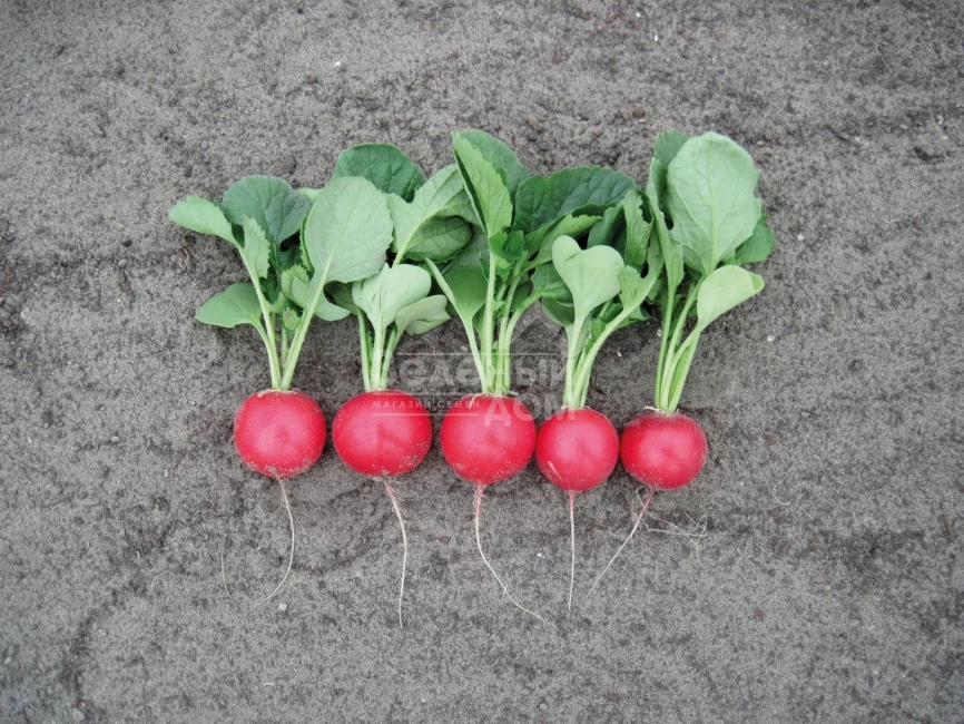 Лаурелла F1 / Laurella F1, 23-25 дней фото 1