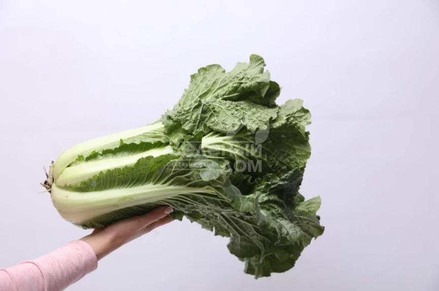 Примадонна F1 / Primadonna F1  фото 2