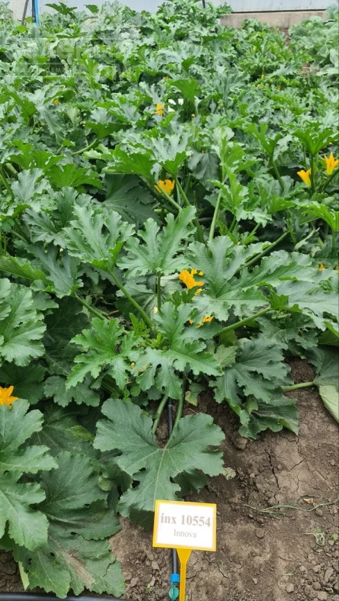 Мерлин (INX 10554) F1 / Merlin (INX 10554) F1 фото 6