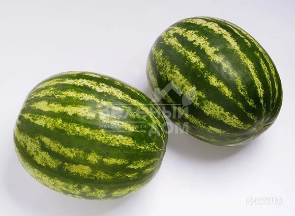 Топ Ган F1 / Top Han F1,62-64 дня фото 1