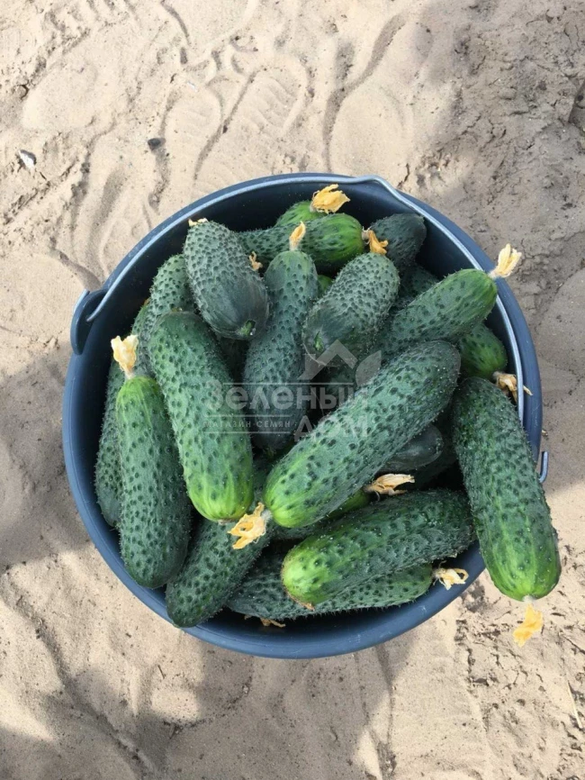 Ансгар F1 / Ansgar F1, 32-35 дней фото 3