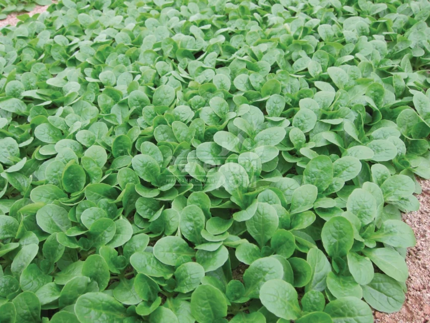 Бонвита / Bonvita фото 3