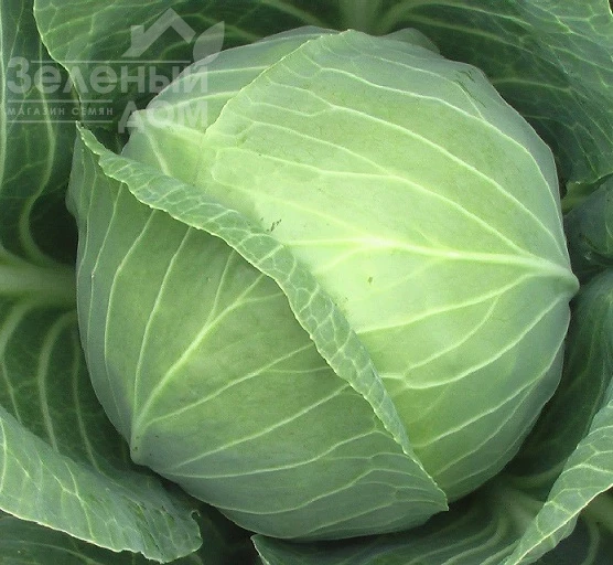 Каменная голова / Kamennaya golova фото 1