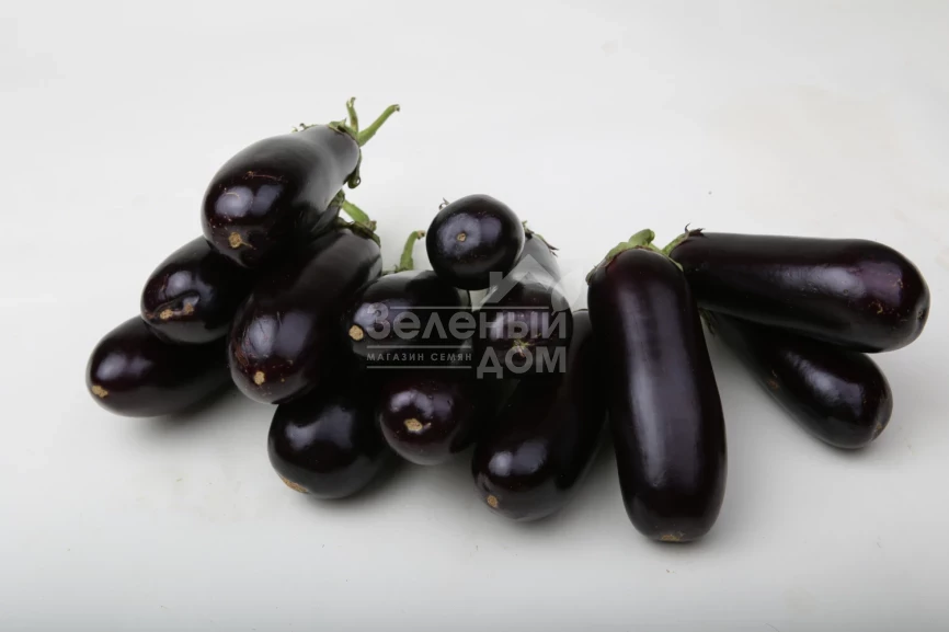 Морис F1 (LS 1322) / Moris F1 (LS 1322),83-87 дней фото 2