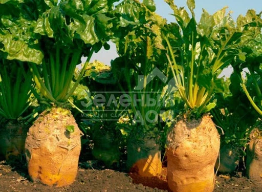 Урсус / Ursus фото 1