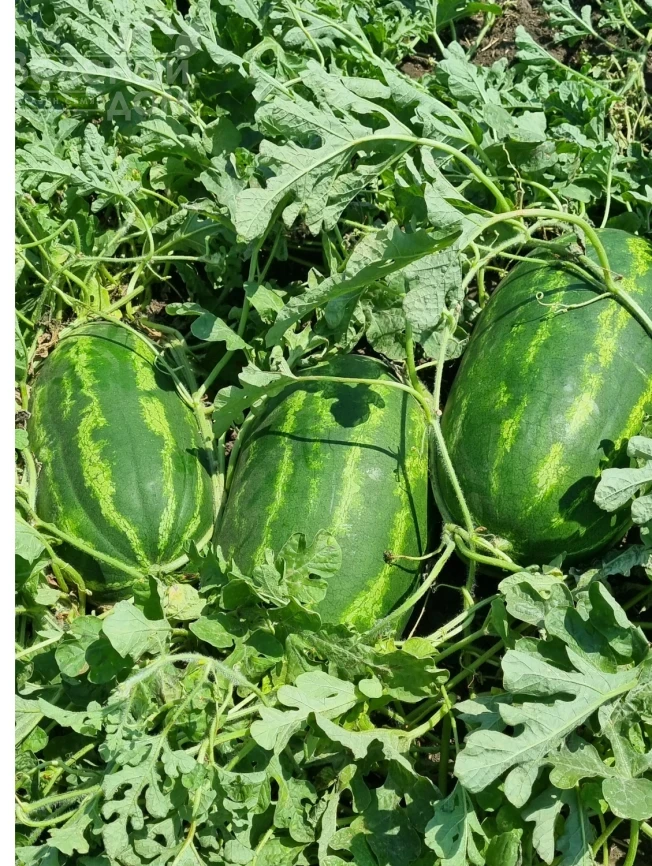 Илювиум F1 / Iliyuvium F1, 70-75 дней фото 1