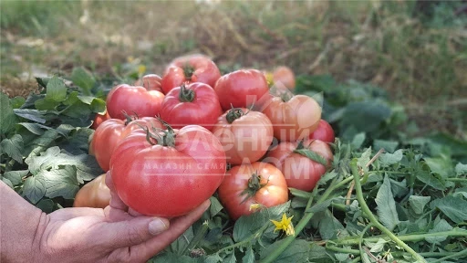 Балроза F1 / Balroza F1,65 дней фото 1