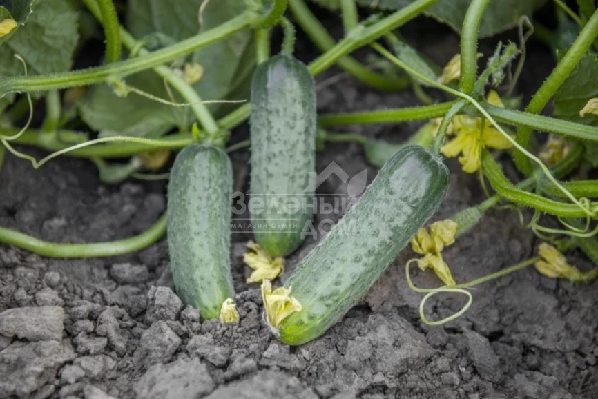 Проликс F1 / Proliks F1,40-42 дня фото 1