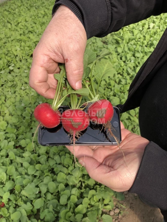 Бодиам F1 / Bodiam F1,20-25 дней фото 3