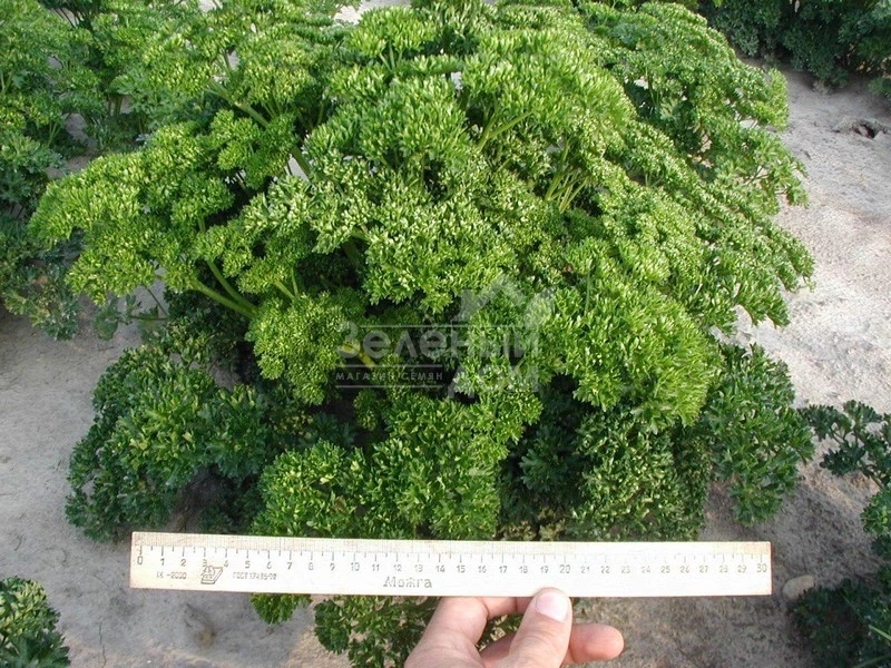 Фрисе (Робуст) / Frise (Robust),30-45 дней фото 3