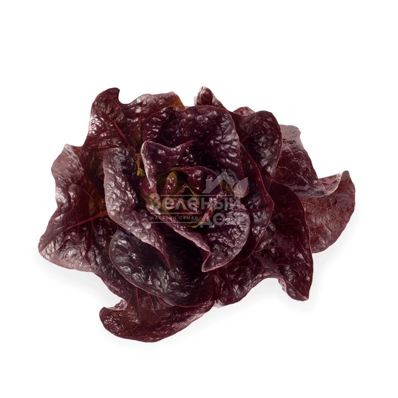 Галатея / Galatea фото 1